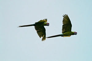 Great Green Macaw Ara ambiguus La Selva Costa Rica