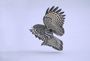 Great Grey Owl Strix nebulosa pouncing vole under the snow Finland winter Great Grey Owl Strix nebulosa pouncing vole under the snow Finland winter