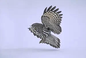 Hunting Prints: Great Grey Owl Strix nebulosa pouncing vole under the snow Finland winter