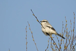 Great Grey Shrike Lanius excubitor Kelling Heath Norfolk April 2008 Great Grey Shrike Lanius excubitor Kelling Heath Norfolk April 2008