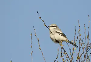 Shrike Prints: Great Grey Shrike Lanius excubitor Kelling Heath Norfolk April 2008