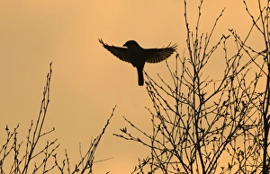 Great Grey Shrike Lanius excubitor silhouetted at dusk Kelling Heath Norfolk April 2008 Great Grey Shrike Lanius excubitor silhouetted at dusk Kelling Heath Norfolk April 2008