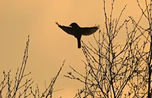 Silhouette Prints: Great Grey Shrike Lanius excubitor silhouetted at dusk Kelling Heath Norfolk April 2008