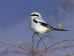 Great Grey Shrike Lanius excubitor winter Greece