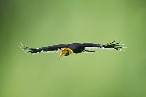 Great Hornbill (Buceros bicornis) also known as Great Indian Hornbill and Great Pied Great Hornbill (Buceros bicornis) also known as Great Indian Hornbill and Great Pied