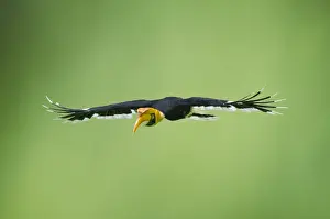 Flight Prints: Great Hornbill (Buceros bicornis) also known as Great Indian Hornbill and Great Pied