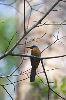 Great Jacamar Jacamerops aureus Amazon Peru
