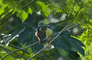 Great Kiskadee Pitangus sulphuratus La Selva Costa Rica
