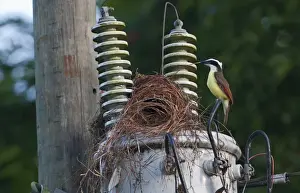 La Selva Prints: Great Kiskadee Pitangus sulphuratus nesting on electricity pole La Selva Costa Rica