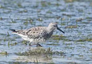 Images Dated 2009 March: Great Knot Calidris tenuirostris Olango Island Cebu Philippines