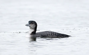 Great Northern Diver (Common Loon) Gavia immer in winter plumage at Whitlingham Country Great Northern Diver (Common Loon) Gavia immer in winter plumage at Whitlingham Country