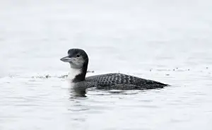 Diver Prints: Great Northern Diver (Common Loon) Gavia immer in winter plumage at Whitlingham Country
