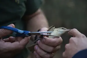 Birds And People Prints: A Great Reed Warbler is cut free from an illegally erected mist net in olive grove Cyprus autumn