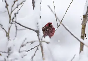 Great Rosefinch Carpodacus rubicilla male Kazbegi Great Caucasus Georgia April