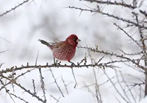 Kazbegi Prints: Great Rosefinch Carpodacus rubicilla male Kazbegi Great Caucasus Georgia April