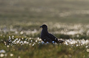 Great Skua Stercorarius skua among cotton grass in late evening Unst Shetland June Great Skua Stercorarius skua among cotton grass in late evening Unst Shetland June