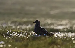 Prints of Great Skua Stercorarius skua among cotton grass in late evening Unst Shetland June Images Dated 2010 June: Great Skua Stercorarius skua among cotton grass in late evening Unst Shetland June