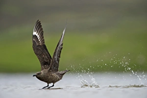 Great Skuas Stercorarius skua Shetland UK