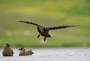 Shetland Prints: Great Skua Stercorarius skua Fetlar Shetland June
