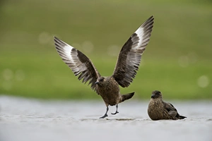 Great Skuas Stercorarius skua Shetland UK