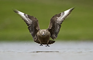 Great Skuas Stercorarius skua Shetland UK
