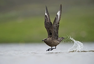 Great Skuas Stercorarius skua Shetland UK