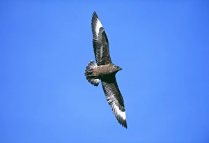 Great Skua, Stercorarius skua, Hermaness NNR, Unst, Shetland, Scotland, summer Great Skua, Stercorarius skua, Hermaness NNR, Unst, Shetland, Scotland, summer