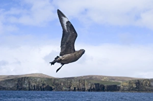 Great Skuas Stercorarius skua Shetland UK