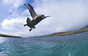 Great Skua Stercorarius skua with island of Bressay in background Shetland June Great Skua Stercorarius skua with island of Bressay in background Shetland June