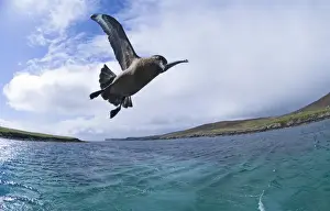 Gannet Prints: Great Skua Stercorarius skua with island of Bressay in background Shetland June