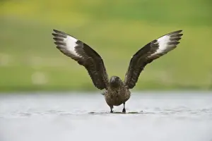 Shetland Prints: Great Skua Stercorarius skua on loch Fetlar Shetland summer
