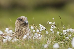 Great Skua Stercorarius skua on nest among bog cotton on Hermaness NNR Unst Shetland June Great Skua Stercorarius skua on nest among bog cotton on Hermaness NNR Unst Shetland June