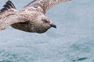Great Skuas Stercorarius skua Shetland UK