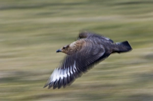 Great Skuas Stercorarius skua Shetland UK