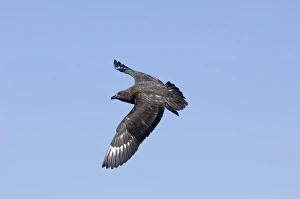 Great Skuas Stercorarius skua Shetland UK