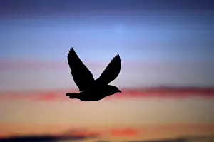 Silhouette Prints: Great Skua (Stercorarius skua) silhouetted at dusk Hermaness NNR Unst Shetland June