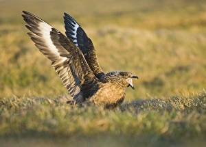 Great Skuas Stercorarius skua Shetland UK
