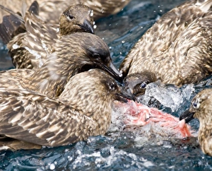 Great Skuas Stercorarius skua feeding on carrion Noss Shetland summer