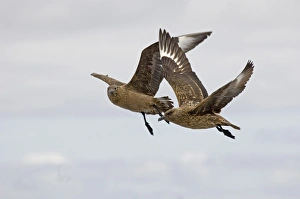 Great Skuas Stercorarius skua Shetland UK