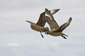 Great Skuas Stercorarius skua Noss Shetland summer