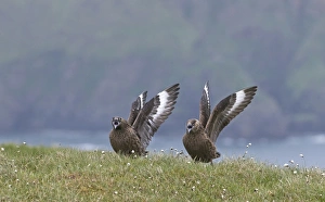 Great Skuas Stercorarius skua Shetland UK