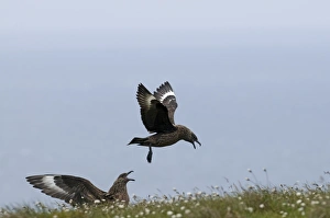 Great Skuas Stercorarius skua pair displaying Hermaness Shetland June Great Skuas Stercorarius skua pair displaying Hermaness Shetland June