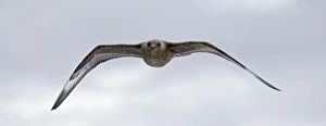 Great Skuas Stercorarius skua Shetland UK