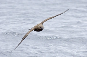 Skua Prints: Great Skuas Stercorarius skua Shetland UK