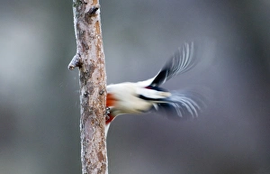 Motion Blur Prints: Great Spotted Woodpecker