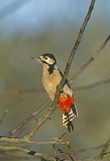Great Spotted Woodpecker, Dendrocopos major, Kent, UK, winter
