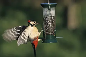 Great Spotted Woodpecker Dendrocopos major on garden feeder Kent UK