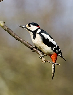 Great Spotted Woodpecker Dendrocopos major Kent UK