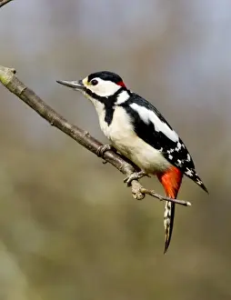 Wood Pecker Prints: Great Spotted Woodpecker Dendrocopos major Kent UK