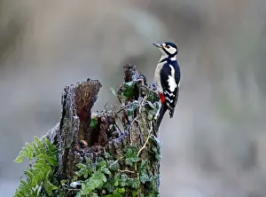 Great spotted Woodpecker Dendrocopos major Norfolk November